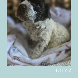 Boy 4 - Brown roan male Lagotto Romagnolo puppy in Salida, California from Harper's Lagotti