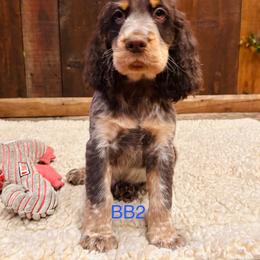 BB2 - Tri-Roan male English Springer Spaniel puppy in Britton, South Dakota from K&S Canines