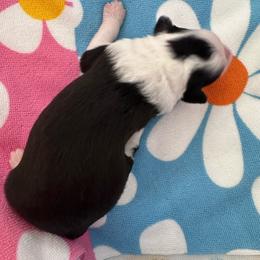 Girl 3 - Black tri-color female Aussiedoodle puppy in Reddick, Florida from Cooper’s Mini Doodles