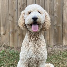 Goldendoodles from Kelly Doodles