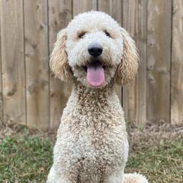 Goldendoodles from Kelly Doodles