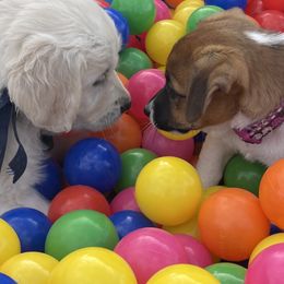 Golden Retriever and Jack Russell Terrier Puppies from Shelby Burleson's Golden Retrievers and Jack Russell Terriers