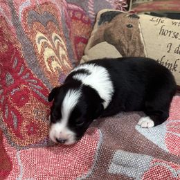 Australian Shepherd Puppies from Hall's Australian Shepherds