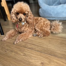 Amy - Poodle