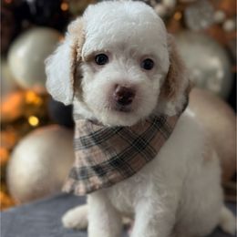 Z Green Boy - Parti male Goldendoodle puppy in Lewisville, Texas from Texas Goldendoodle Lovers