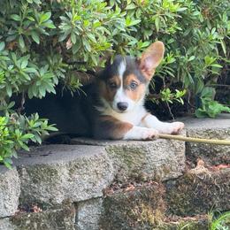 Luke - Gray and white male American Corgi puppy in Orangevale, California from Corgis of the Heart