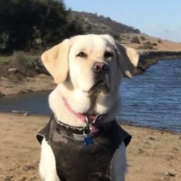 Labrador Retrievers from Ivory’s Yellow Labs