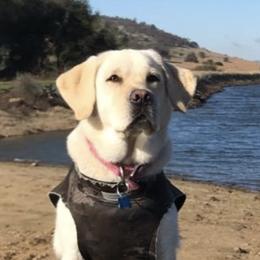Labrador Retrievers from Ivory’s Yellow Labs