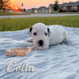 Colin - White and black male Dalmatian puppy in Mount Vernon, Missouri from Spots & Spirals
