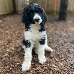 Mako - Parti male Poodle puppy in Harpers Ferry, West Virginia from Oso Perfect Poodles and Doodles