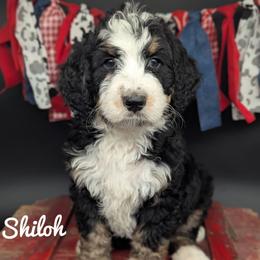 Shiloh - Tri-color female Bernedoodle puppy in Lancaster, Minnesota from Richardville Hunde