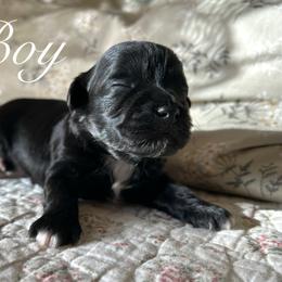 Orion - Black and white male Shichon puppy in Seymour, Tennessee from Mel’s Teddy Bear Puppies