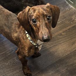 Syrinx - Dachshund