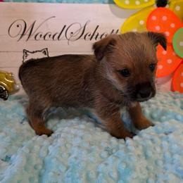 Mr Dark Blue (Black) - Red wheaten male Cairn Terrier puppy in Savannah, Missouri from WoodSchott Cairn Terriers