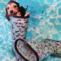 Dachshund Puppies from Blue Mountain Dachshunds