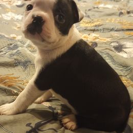 Boston Terrier Puppies from Lotus Life Puppies