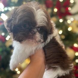 Lucas - Chocolate male Shih Tzu puppy in Oak Hills, California from High Desert  Shih Tzu
