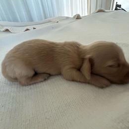 Dude - Cream male Dachshund puppy in Sebring, Florida from Mini Weenies