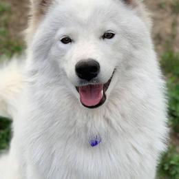 Ysera - Samoyed