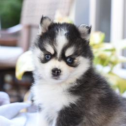 Maverick - Black and white male Pomsky puppy in Coos Bay, Oregon from Ocean View Pomskies