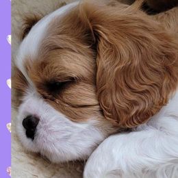 Girl 1 - Blenheim Cavalier King Charles Spaniel puppy in Brookings, South Dakota from Precious Pooches Cavalier King Charles Spaniels