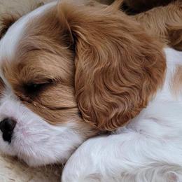Girl 1 - Blenheim Cavalier King Charles Spaniel puppy in Brookings, South Dakota from Precious Pooches Cavalier King Charles Spaniels