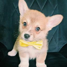 Cheddar - White and red male Pembroke Welsh Corgi puppy in Tomball, Texas from Larsen Loved Corgis