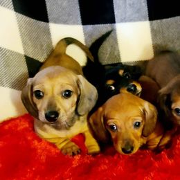 Dachshunds from Amber's Mini Weenies
