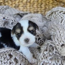 Zero - Parti male Yorkshire Terrier puppy in Mountain Grove, Missouri from Precious Puppies