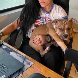 American Bully Puppies from Shooting Star Bullies