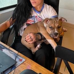 American Bully Puppies from Shooting Star Bullies