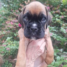 Maggie May - Fawn female Boxer puppy in Statesboro, Georgia, Georgia from Mischievous Boxers