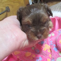 Yorkshire Terrier Puppies from Grandma's Yorkie Cottage