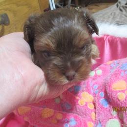 Yorkshire Terrier Puppies from Grandma's Yorkie Cottage