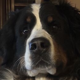 Bernese Mountain Dogs from Wendy Gendreau's -  Rivers Run Bernese Mountain Dogs