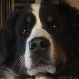 Bernese Mountain Dogs from Wendy Gendreau's -  Rivers Run Bernese Mountain Dogs