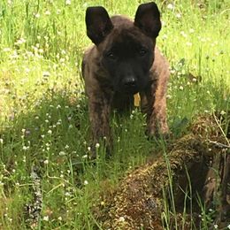 Australian Kelpie, Belgian Malinois, Dutch Shepherd, and Labradoodle Puppies from Westberg Working Dogs