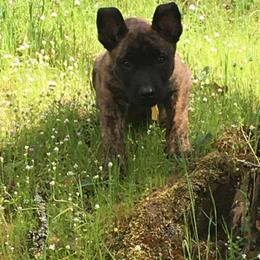 Australian Kelpie, Belgian Malinois, Dutch Shepherd, and Labradoodle Puppies from Westberg Working Dogs