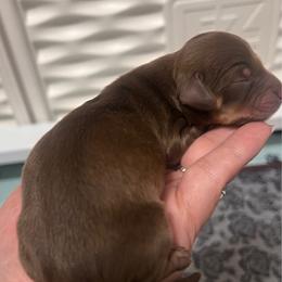 Logan - Chocolate and tan male Dachshund puppy in Miami, Florida from Maitime Dachshund