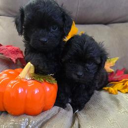 Tammy Wynette, Irwin Puppy 2 - Liver female Shihpoo puppy in Delphos, Ohio from Route 66 Puppies