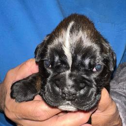 Roman - Brindle male Boxer puppy in Sultan, Kansas from Aphrodite Boxers Von Kesler Haus