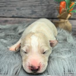 Aussiedoodle Puppies from Royal Paw Aussiedoodles