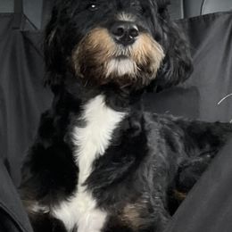 Assorted Doodle Crosses, Bernese Mountain Dog, and Goldendoodle All Grown Up from Rees Hill Doodles