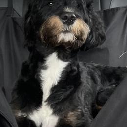 Assorted Doodle Crosses, Bernese Mountain Dog, and Goldendoodle All Grown Up from Rees Hill Doodles