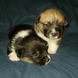 Labrador Retriever and Pembroke Welsh Corgi Puppies from White Star Corgis