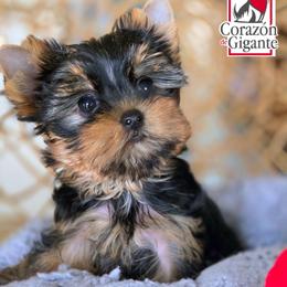 Sophie Baek - Black and tan female Yorkshire Terrier puppy in California from Corazon de gigante
