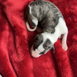 Ferdinand - Fawn brindle male Whippet puppy in Clinton, Tennessee from Ivanhoe Borzoi