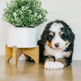 Boy 2 - Tri-color male Bernedoodle puppy in Spanish Fork, Utah from K Brand Doodles