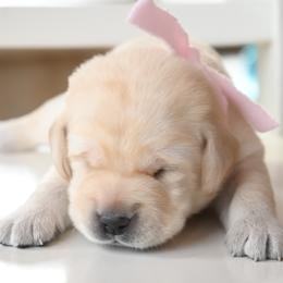 Miss Pinky - Yellow female Labrador Retriever puppy in Pasco, Washington from ROCK CREEK LABRADORS