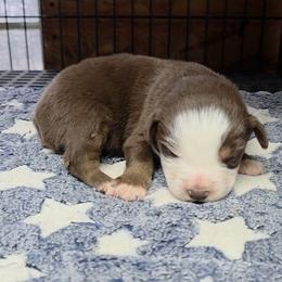 Cam - Red tri male Miniature Australian Shepherd puppy in Leonard, Texas from Tin Roof Aussies